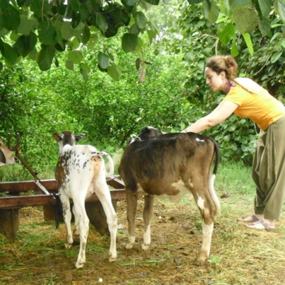 Ranakpur Farm 6