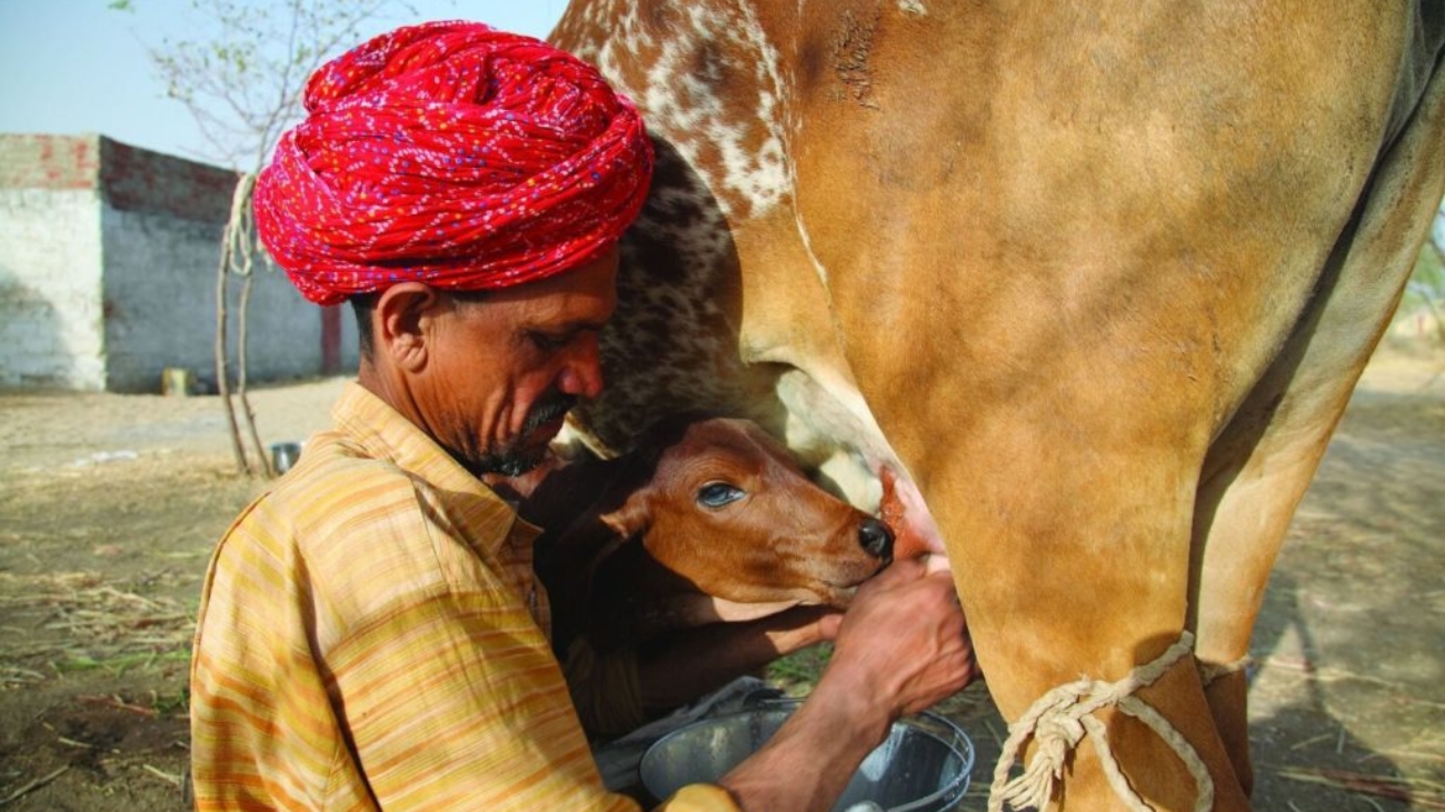 Farmer Ratan Lal Chaudry milks his cow whose name is Dhamni.