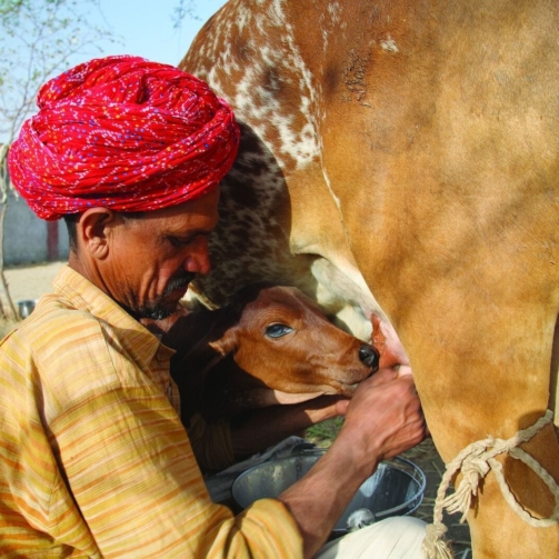 Farmer Ratan Lal Chaudry milks his cow whose name is Dhamni.