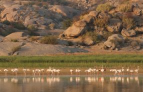 Jawai_ birds8 (1) (1)