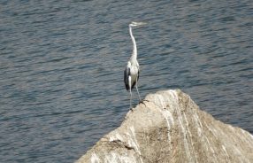 Jawai_5 (1) (1)