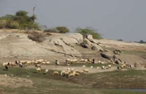 Jawai_Rabri 6 (1) (1)
